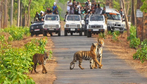 Jim Corbett Tour Packages