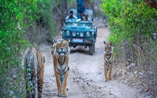 Corbett Fun Tour with 1 Jeep Safari