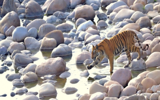 Corbett Holiday Tour With 1 Jeep Safari